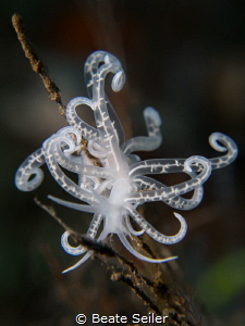 Solar power nudi branch by Beate Seiler 
